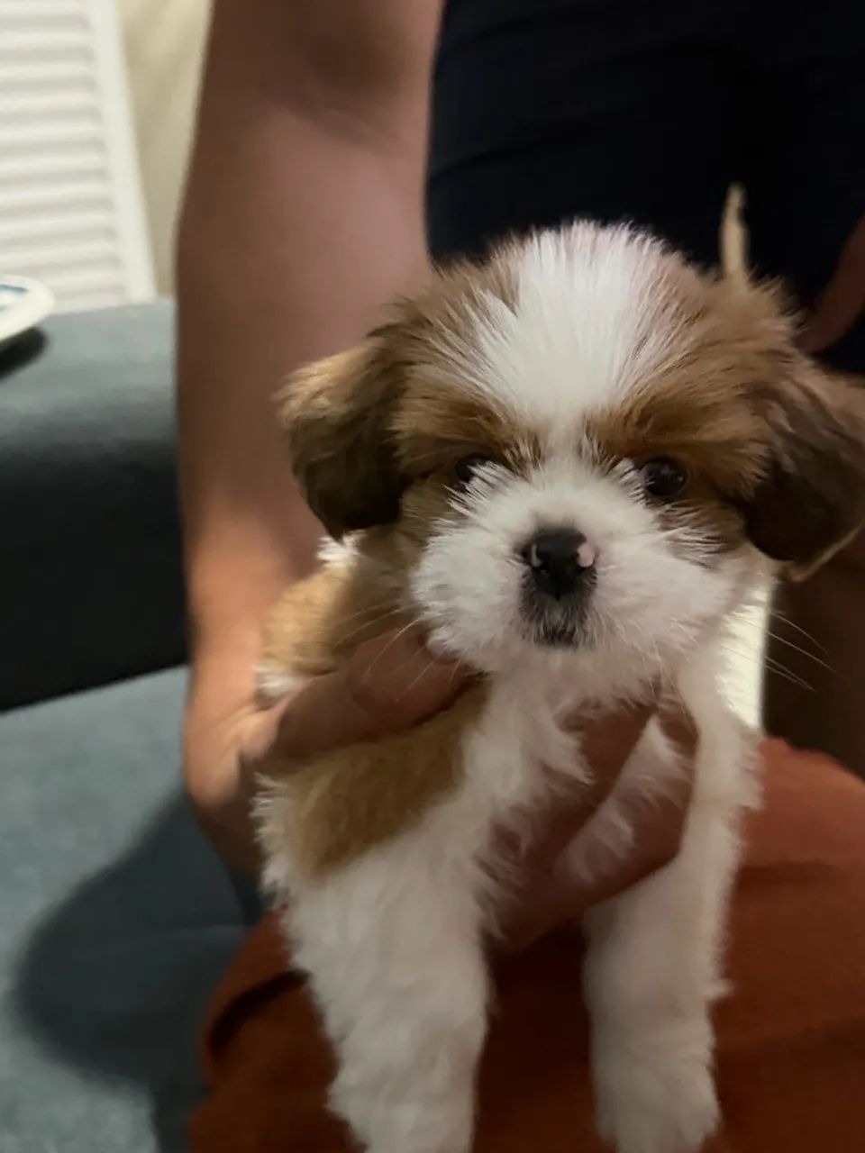 SHIHTZU - Foto 2