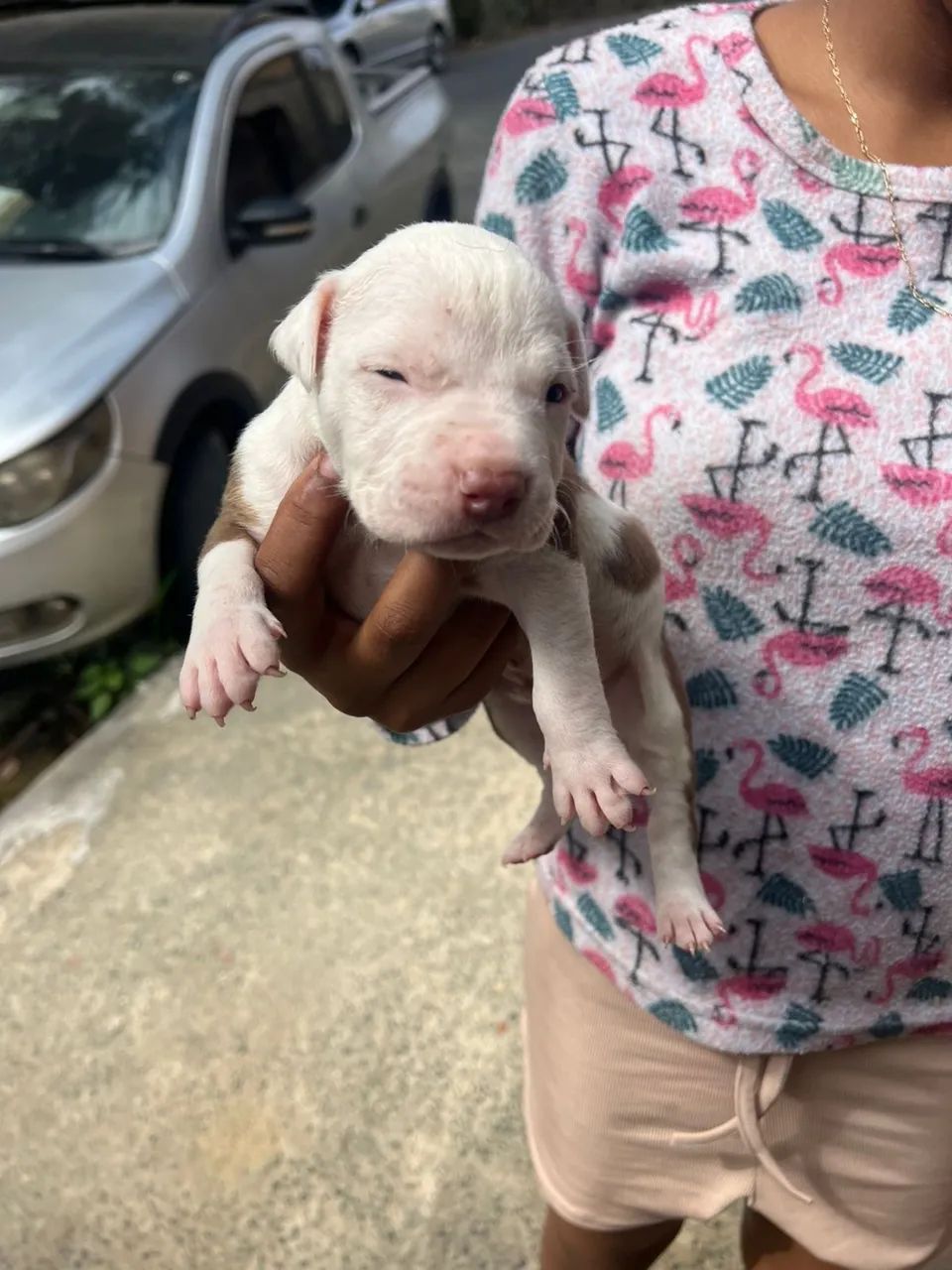Cachorros 