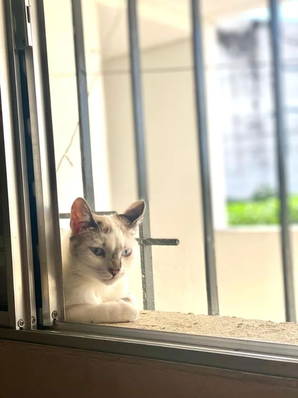 doacao de gata femea