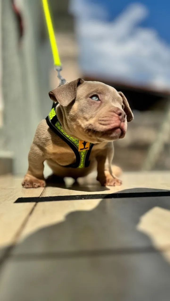 American Bully 