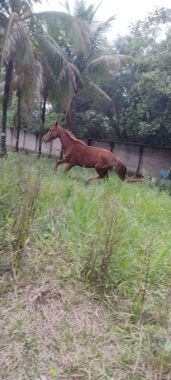 Cavalo  - Foto 3
