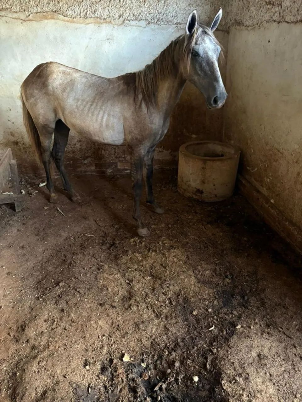 Potro mangalarga  - Foto 4