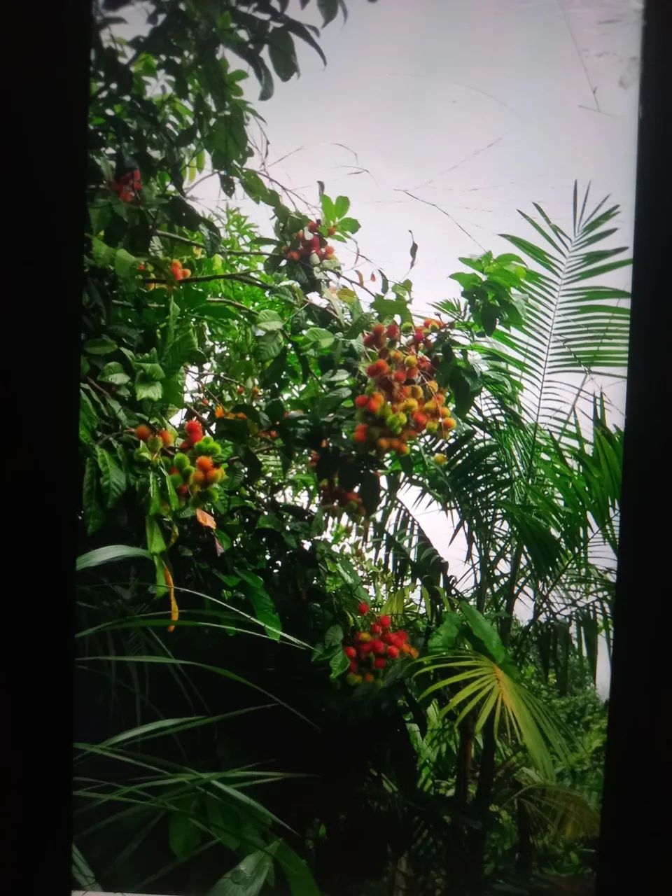 Foto - Manaus - Cidade Nova