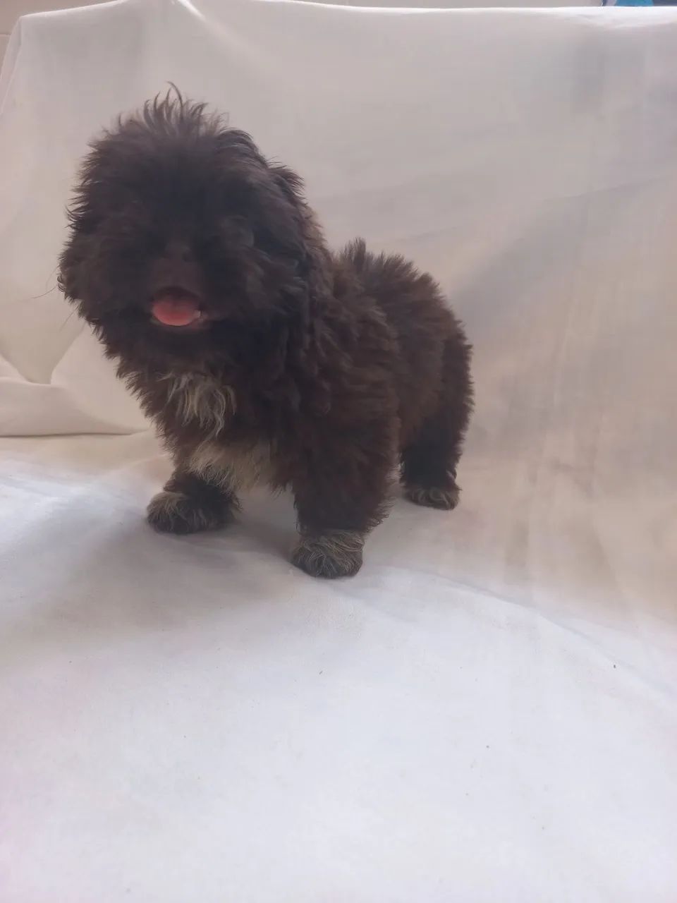 Shitzu mini