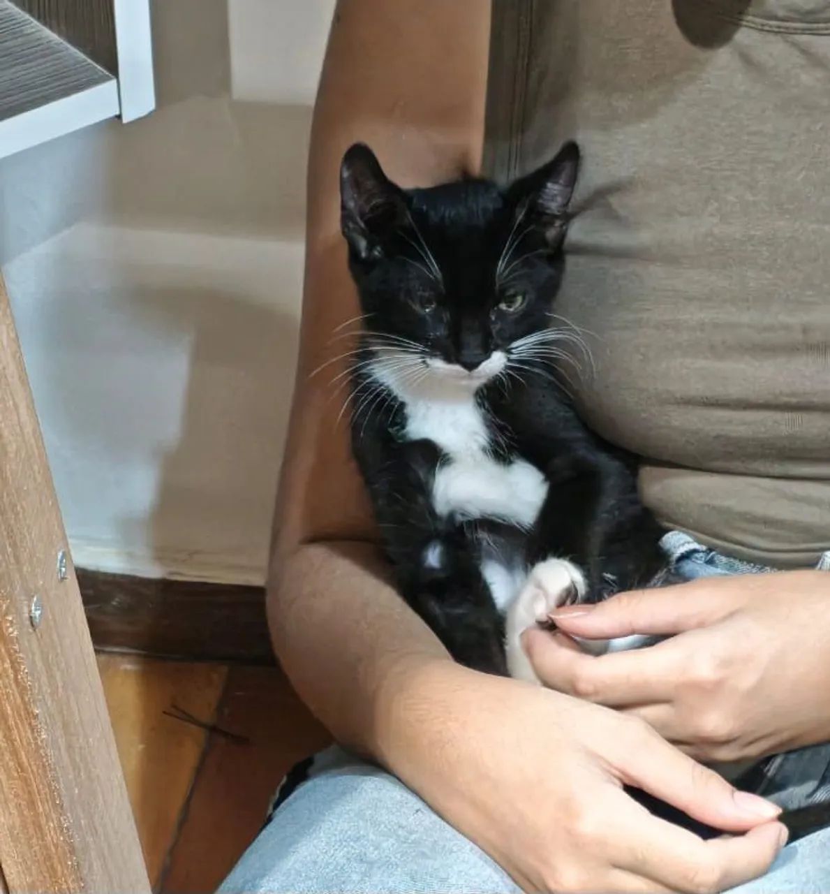 Gato para adoção  - Foto 2