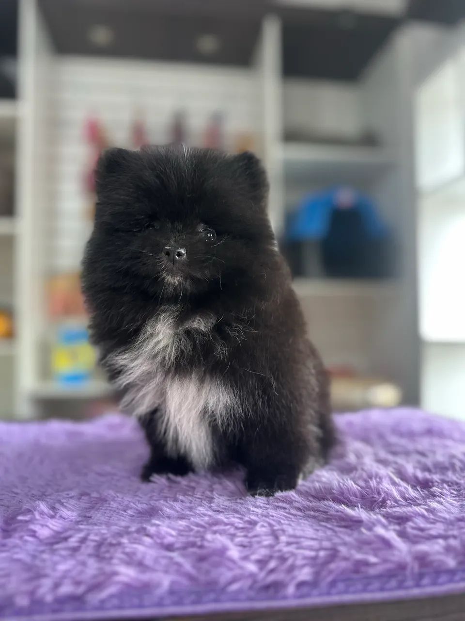 Spitz Alemão - Foto 3