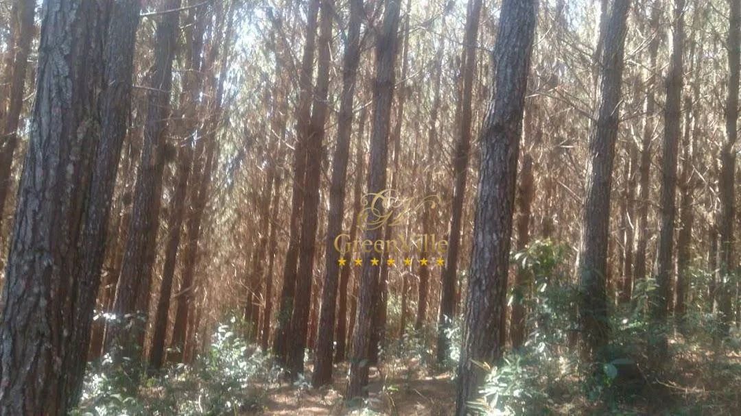 Balsa Nova - Fazenda Florestal - Foto 2