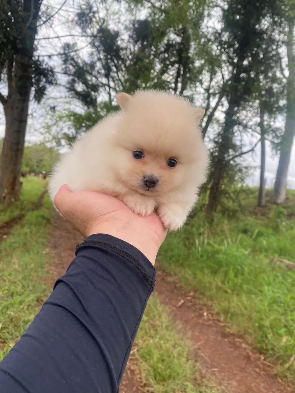 Spitz 