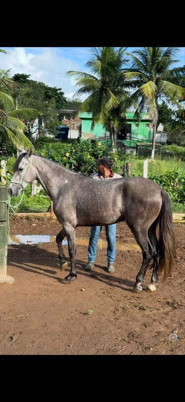 Cavalo mangalarga premiado em pista  - Foto 2