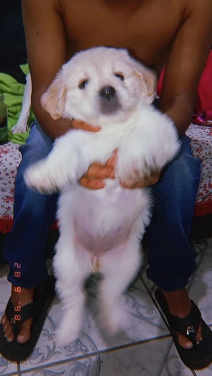 Vende-se shih Tzu - Foto 2