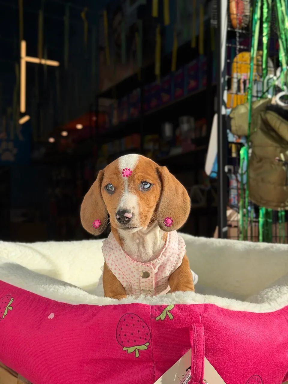 Dachshund / salsicha 