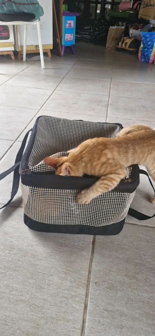Bolsa De Transporte Sao Pet Aéreo / Terrestre Para Pets 36x33x23 - Foto 6