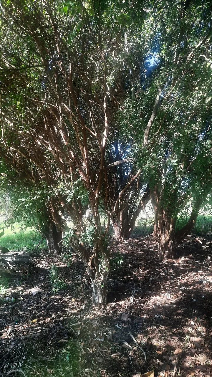 Pés de jabuticaba com mais de 30 anos - Sabará - Foto 3