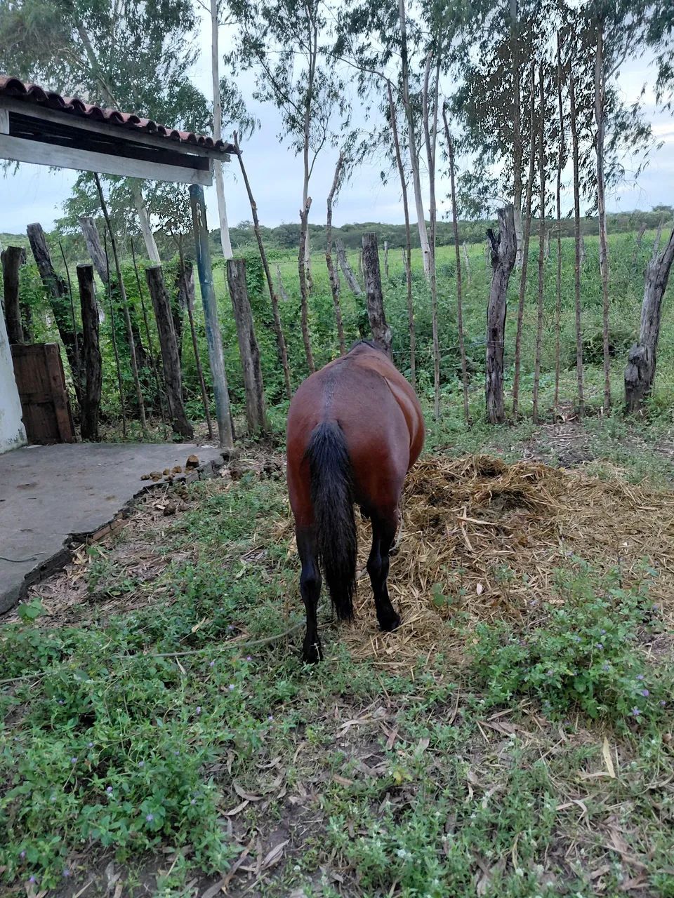 Pônei macho  - Foto 3