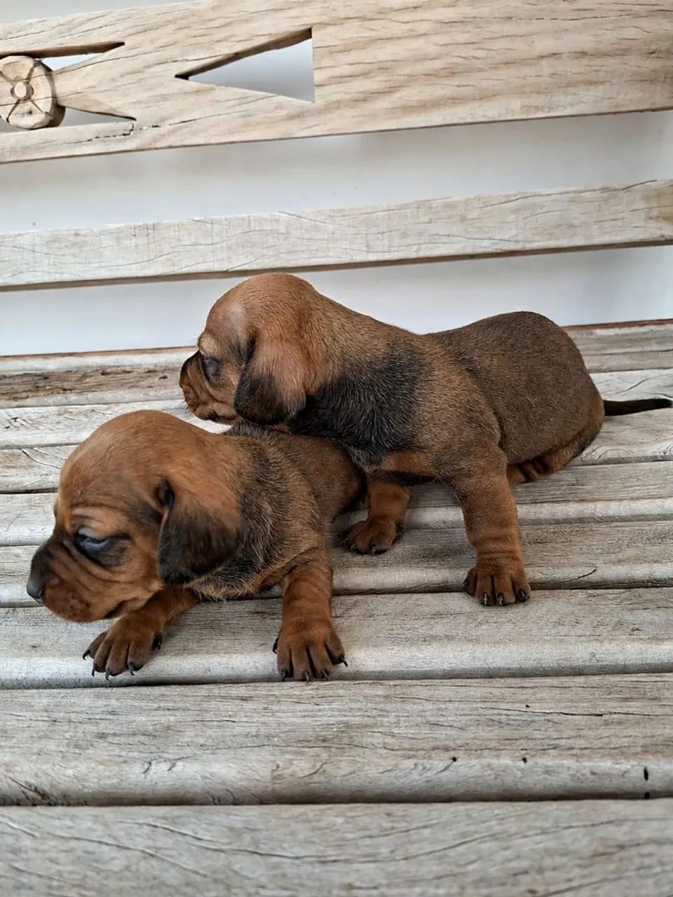 Dachshund filhotes - Foto 4