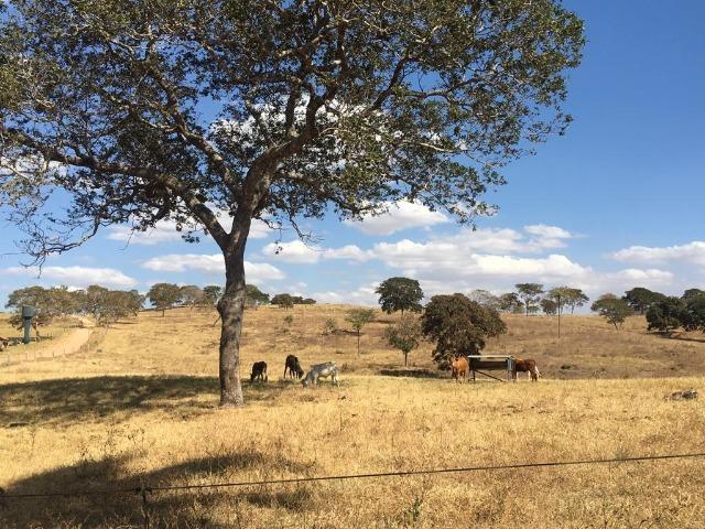 Fazenda 25 Alqueires. Município de Pontalina-GO - Foto 18
