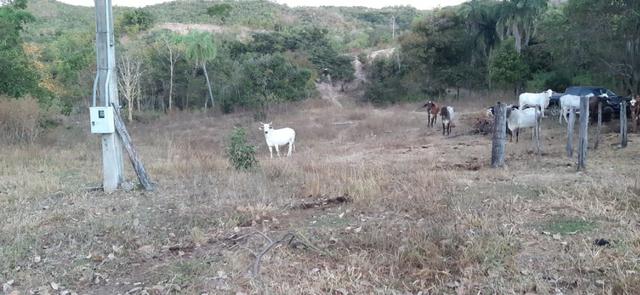 Fazenda de 25 Alqueires, Município Araguapaz-Go - Foto 18