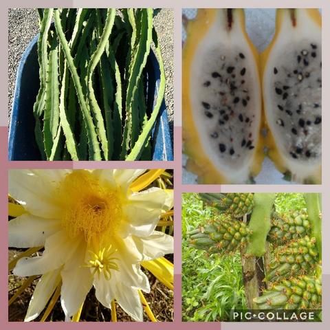 Mudas de pitaya de diversas variedades - Foto 2