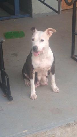 Pit bull - Foto 2