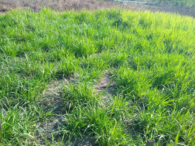 Terreno - Foto 4