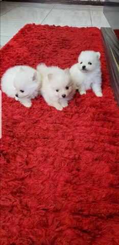 Spitz alemão anão (lulu pomerania) - Foto 6