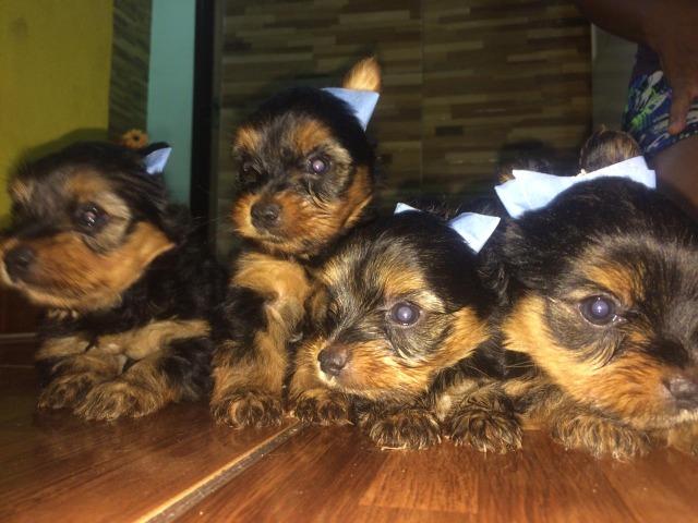 Yorkshire terrier - Foto 4