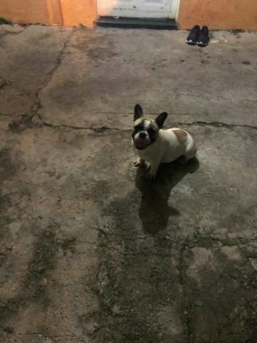 Bulldog francês - Foto 4