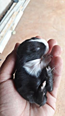 Coelhos Mini