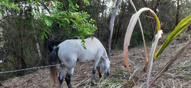 Cavalo