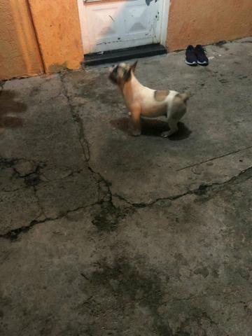 Bulldog francês