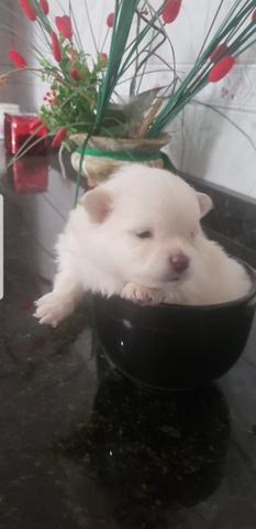 Spitz alemão anão (lulu pomerania) - Foto 5