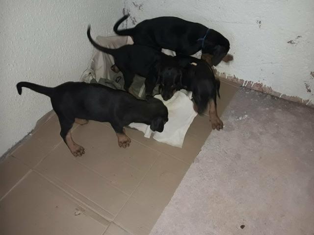 Dobermans europeu - Foto 3