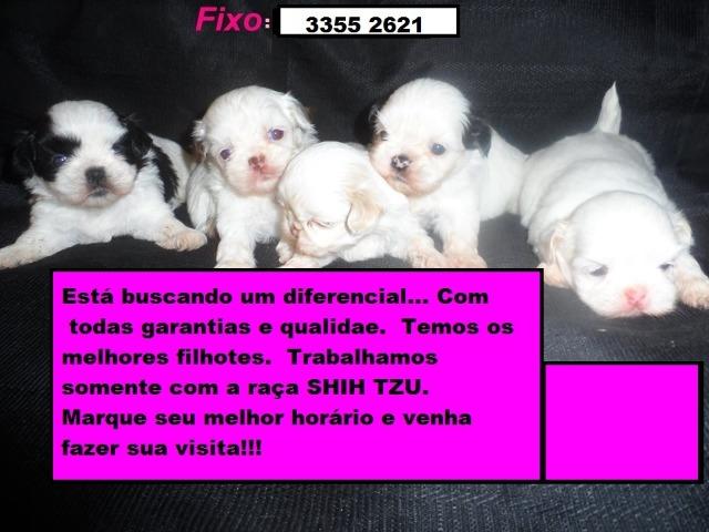 Filhotes de shh tzu!