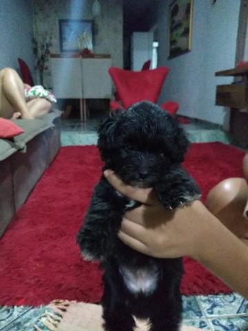 Vendo poodle