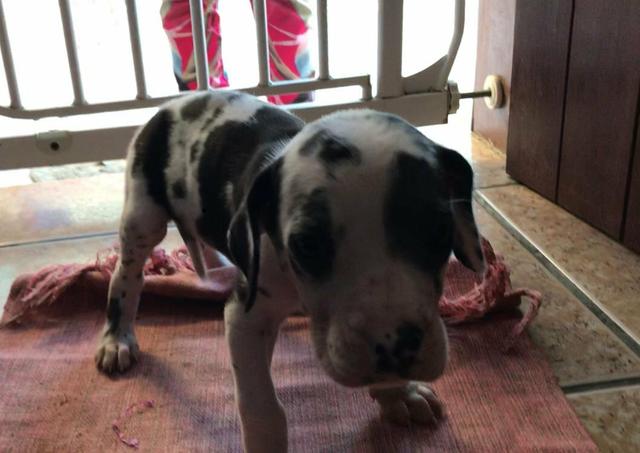 Vendo dog alemão fêmea está com 40 dias - Foto 4