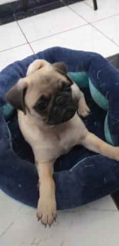 Vendo filhote de pug 2 meses