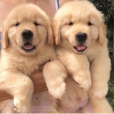 Golden retriever pedigree lindos