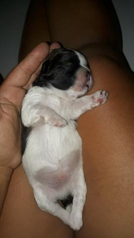 Shitzu com ilhasa zap * - Foto 4