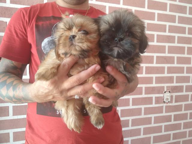 Filhotes de shihtzu - Foto 5