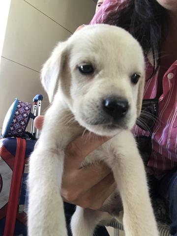 Filhotes de labrador - Foto 3
