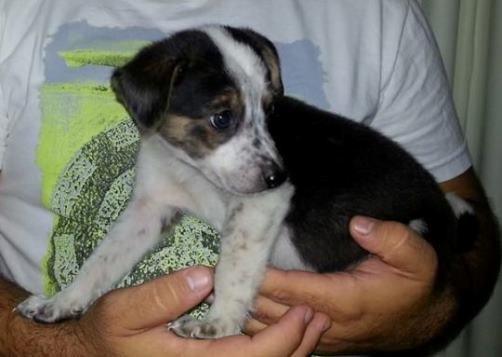 Lindos dalmata x labrador só 100 cada entregamos - Foto 4