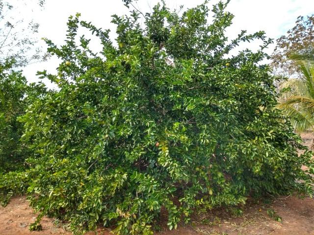 Chácara a Venda - Chapada dos Guimarães ? 10.000m² - Foto 16
