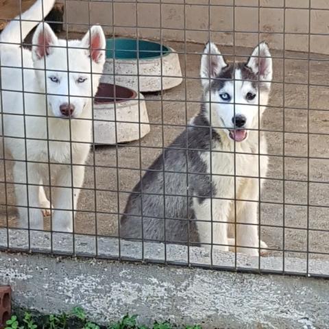 !!!! HUsky Siberiano Ultimos Machos !! Aproveite !!!