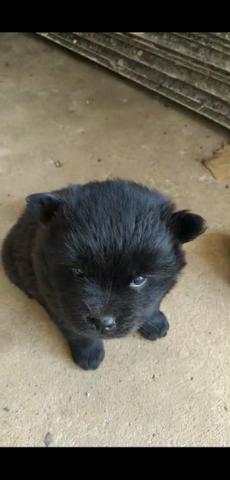 Vendo filhotes de Chow Chow - Foto 4