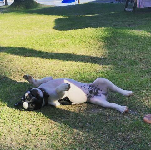 Bulldog Francês - Disponivel para cobertura ( Macho ) VENDA DE FILHOTES - Foto 3