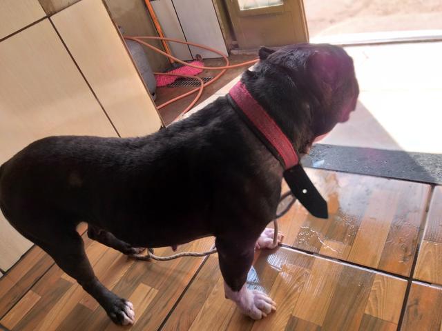 Vende america Bulli femia castrada