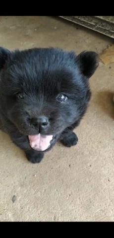Vendo filhotes de Chow Chow - Foto 6