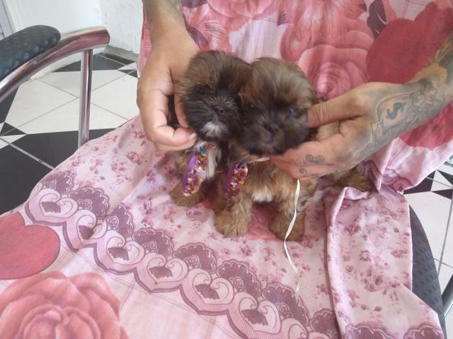 Filhotes de shihtzu - Foto 6