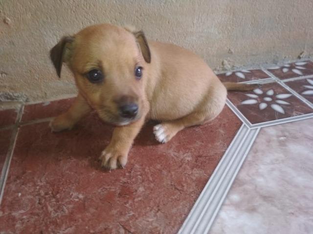 Pinscher com chihuahua