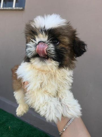 Shitzu com pedigree e microchip